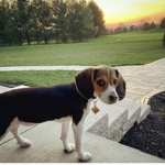 Preppy puppies are da best