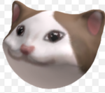 The Popcat Legacy