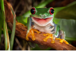 Lovely_.froggo