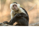 Monke Gang {MG}