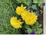 Yellow cutie group