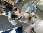 Bunny_454