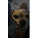 ~puppy love~for EVER