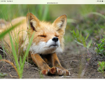 The space foxes and kits