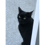 Warrior cats gathering/All clan meeting