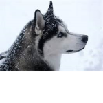 Husky and Cat People c: