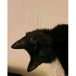 40%