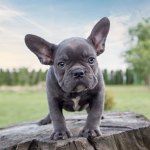 French bulldog squad!!!