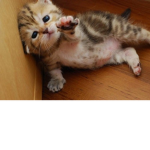 cats r kewl