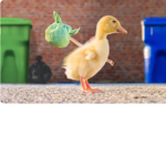 Ducks at work