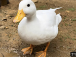 Derpyduck army