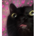 Cool Cat Creations