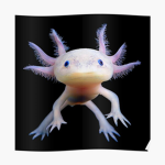 axolotl gang (for anyone)