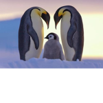 Penguin-Squad.