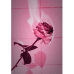 Rose vibessssss