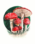 Mushrooming!