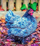 Blue chicken 69
