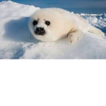 seal develop group