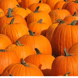 The Pumpkin Patch