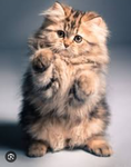 Fluff cats123