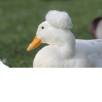 LightningDuck