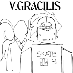 V.GRACILIS