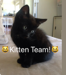 Kittenteam!