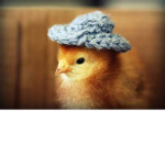 we are the chicken army