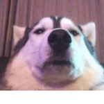 Doggos Are Cool :)