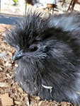 My Animal Fri3nds