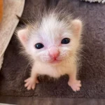 kitten paws' Group Thumbnail