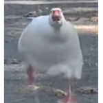 Al Geese