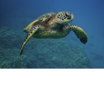 do you like turtles ?