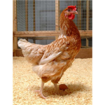Chicken Empire