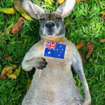 The True aussies