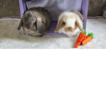 rabbit's are cute united