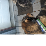 The army of pets elite