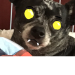 Doge coin boi