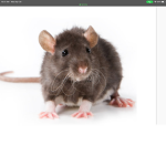 Rats cafe
