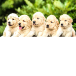 i love puppys!!!!!!!