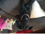 Ivy, my puppy, is good dog