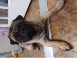 Melopug group