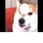 THe robux donaters