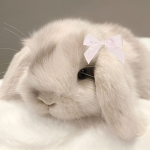 ‘pawsx