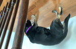 Luvdogiess