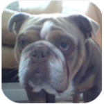 Mickey the bulldog
