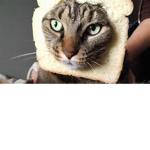 Cat Bread