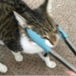 Swishii