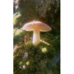 Mushroom vibe place