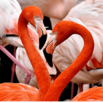 I HEART FLAMINGOS